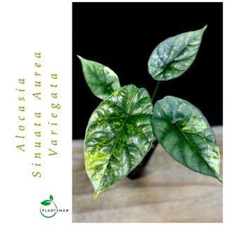 (Category: ) located in . Submitted by plantsman.sg (Listing ID 1451655756, Image 1). Description: .