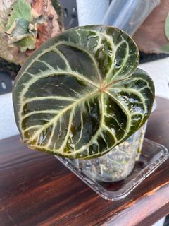 （分類：）位於 。 由 ltplants 提交（商品編號 1451658690，圖片 1）。簡介： 。