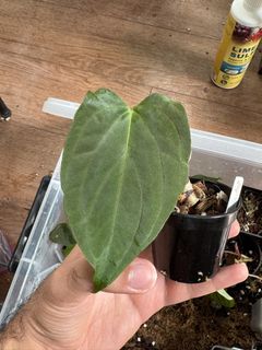 (Category: ) located in . Submitted by not_a_plant_hoarder (Listing ID 1451548393, Image 1). Description: .