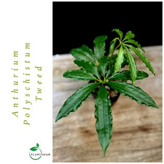 (Category: ) located in . Submitted by plantsman.sg (Listing ID 1451659708, Image 1). Description: .