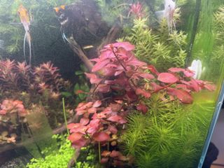 (Category: ) located in . Submitted by chakrabart77582 (Listing ID 1451615105, Image 1). Description: .