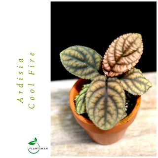 (Category: ) located in . Submitted by plantsman.sg (Listing ID 1451654531, Image 1). Description: .