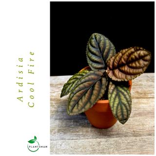 (Category: ) located in . Submitted by plantsman.sg (Listing ID 1451654631, Image 1). Description: .