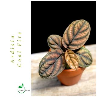 (Category: ) located in . Submitted by plantsman.sg (Listing ID 1451654721, Image 1). Description: .
