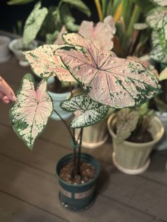 （分類：）位於 。 由 michellesmc 提交（商品編號 1451654989，圖片 1）。簡介： 。
