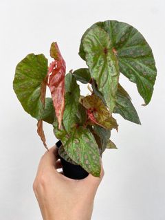 （分類：）位於 。 由 greennook 提交（商品編號 1451618475，圖片 1）。簡介： 。
