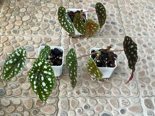 （分類：）位於 。 由 ltplants 提交（商品編號 1451659026，圖片 1）。簡介： 。
