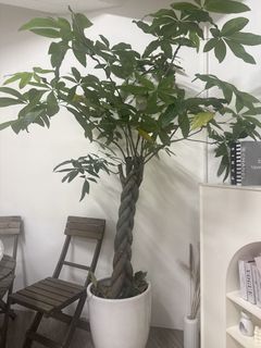 （分類：）位於 。 由 Katice 提交（商品編號 1451556686，圖片 1）。簡介： 。