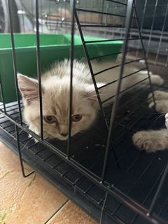 (Category: ) located in . Submitted by afiqzairi04_ (Listing ID 1451606660, Image 1). Description: .