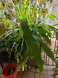 (Category: ) located in . Submitted by homegrower (Listing ID 1451525211, Image 1). Description: .