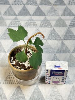 （分類：）位於 。 由 ellen_1104 提交（商品編號 1451828408，圖片 1）。簡介： 。