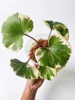 （分類：）位於 。 由 greennook 提交（商品編號 1451777783，圖片 1）。簡介： 。