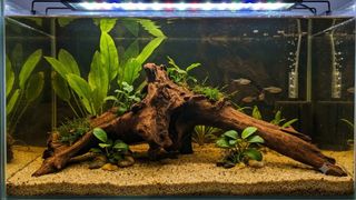 (Category: ) located in . Submitted by elmohi5 (Listing ID 1451796018, Image 1). Description: .