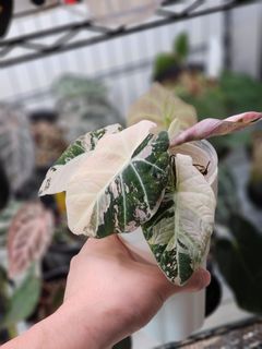 (Category: ) located in . Submitted by jungrow (Listing ID 1451797546, Image 1). Description: .