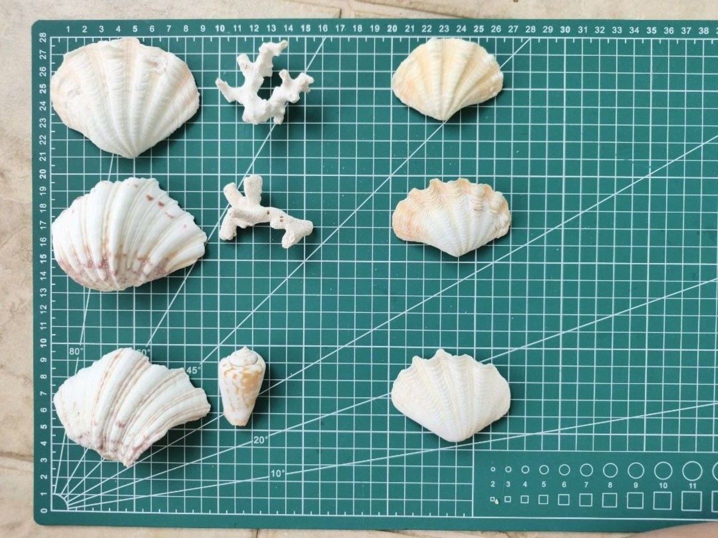 Assorted Seashells (Set C) (Category: Wall Decor) located in Singapore. Submitted by oddsnbits (Listing ID 1451747682, Image 1). Description: Collection of natural seashells and coral pieces.