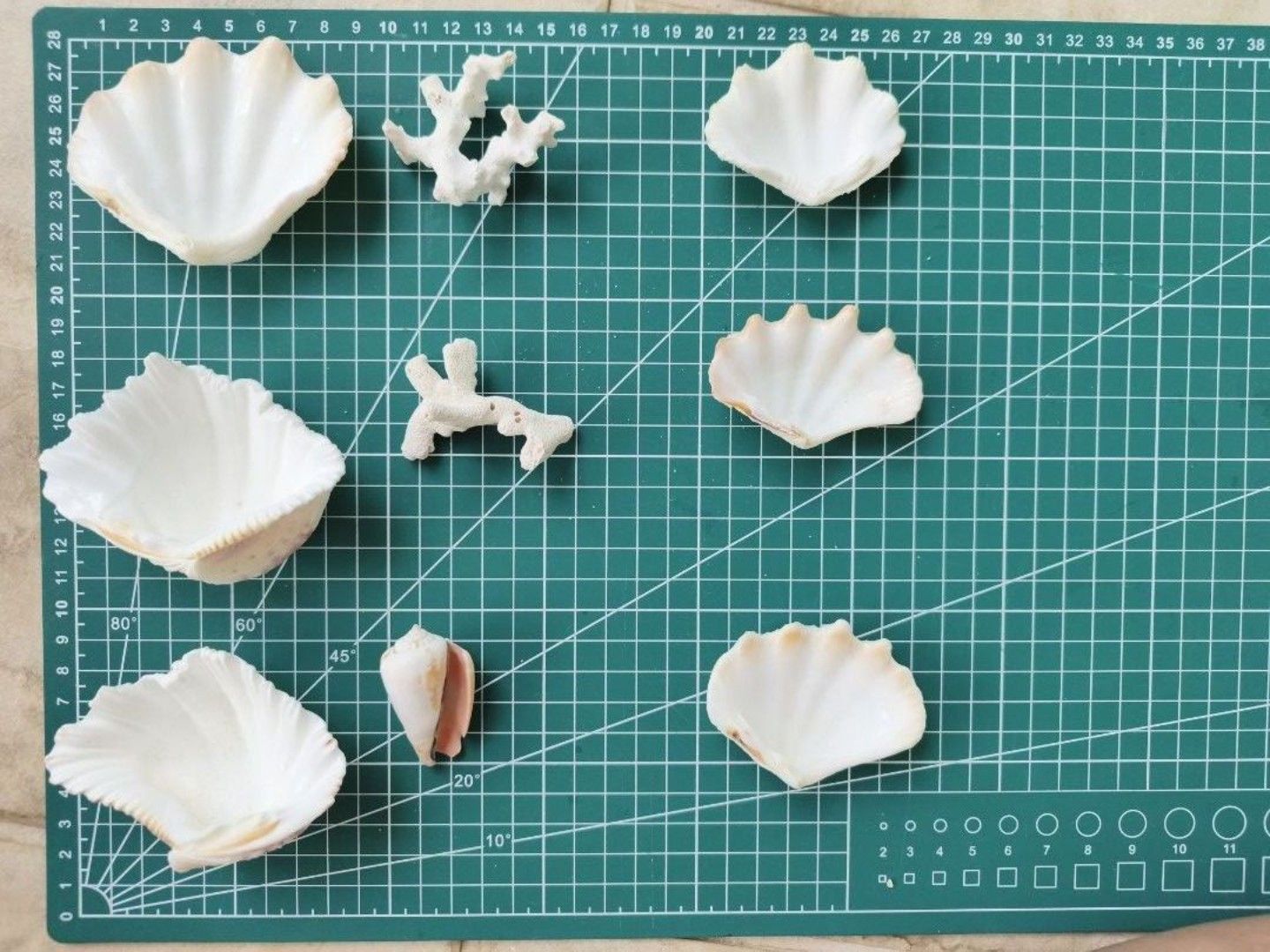 Assorted Seashells (Set C) (Category: Wall Decor) located in Singapore. Submitted by oddsnbits (Listing ID 1451747682, Image 2). Description: Collection of natural seashells and coral pieces.
