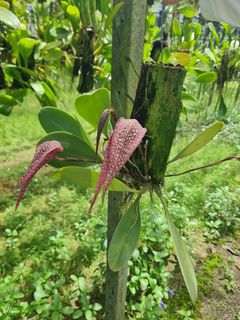(Category: ) located in . Submitted by gardenparadisesgp (Listing ID 1451755828, Image 1). Description: .