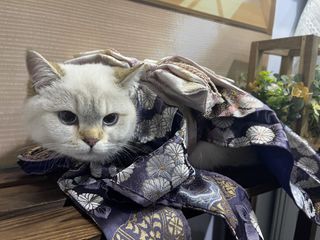 （分類：）位於 。 由 _tutu_1117 提交（商品編號 1451803462，圖片 1）。簡介： 。