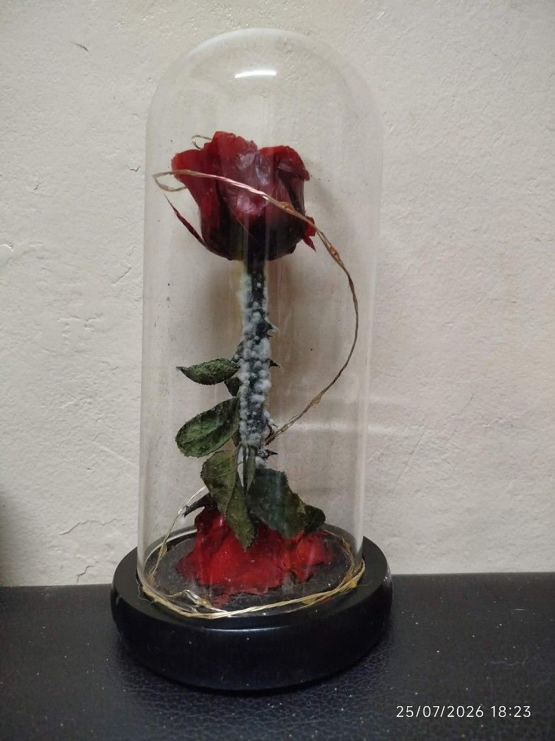 Enchanted Rose in Glass Dome (Category: Other Home Decor) located in Quezon City. Submitted by chadrison (Listing ID 1451826845, Image 1). Description: - Plastic red rose under a clear glass dome - Features a plastic black base - Decorated with battery operated light - Ideal decorative piece for any room - Stands approximately 9 inches tall.