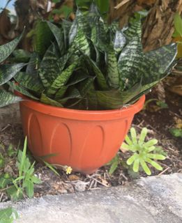 (Category: ) located in . Submitted by Tan.2023 (Listing ID 1451365257, Image 1). Description: .