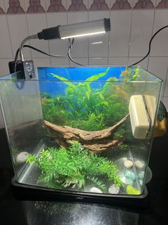 (Category: ) located in . Submitted by seashellsell (Listing ID 1451730008, Image 1). Description: .