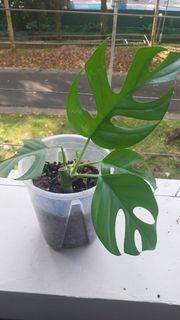 (Category: ) located in . Submitted by mdbal281 (Listing ID 1451705274, Image 1). Description: .