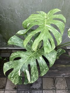 (Category: ) located in . Submitted by PlantsRanger (Listing ID 1451849995, Image 1). Description: .