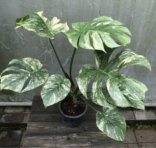 (Category: ) located in . Submitted by PlantsRanger (Listing ID 1451850906, Image 1). Description: .