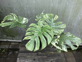 (Category: ) located in . Submitted by PlantsRanger (Listing ID 1451851186, Image 1). Description: .