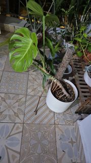 (Category: ) located in . Submitted by seilleseille (Listing ID 1451831907, Image 1). Description: .