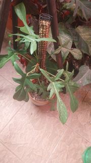 (Category: ) located in . Submitted by mdbal281 (Listing ID 1451787391, Image 1). Description: .