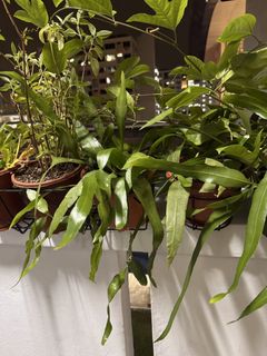 (Category: ) located in . Submitted by uzulemon (Listing ID 1451830694, Image 1). Description: .