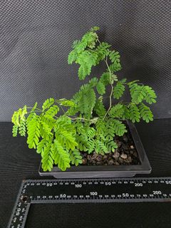 (Category: ) located in . Submitted by thenaturalhobbyist (Listing ID 1451709197, Image 1). Description: .