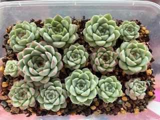 (Category: ) located in . Submitted by qq_garden (Listing ID 1445402159, Image 1). Description: .