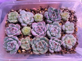 (Category: ) located in . Submitted by qq_garden (Listing ID 1439363137, Image 1). Description: .