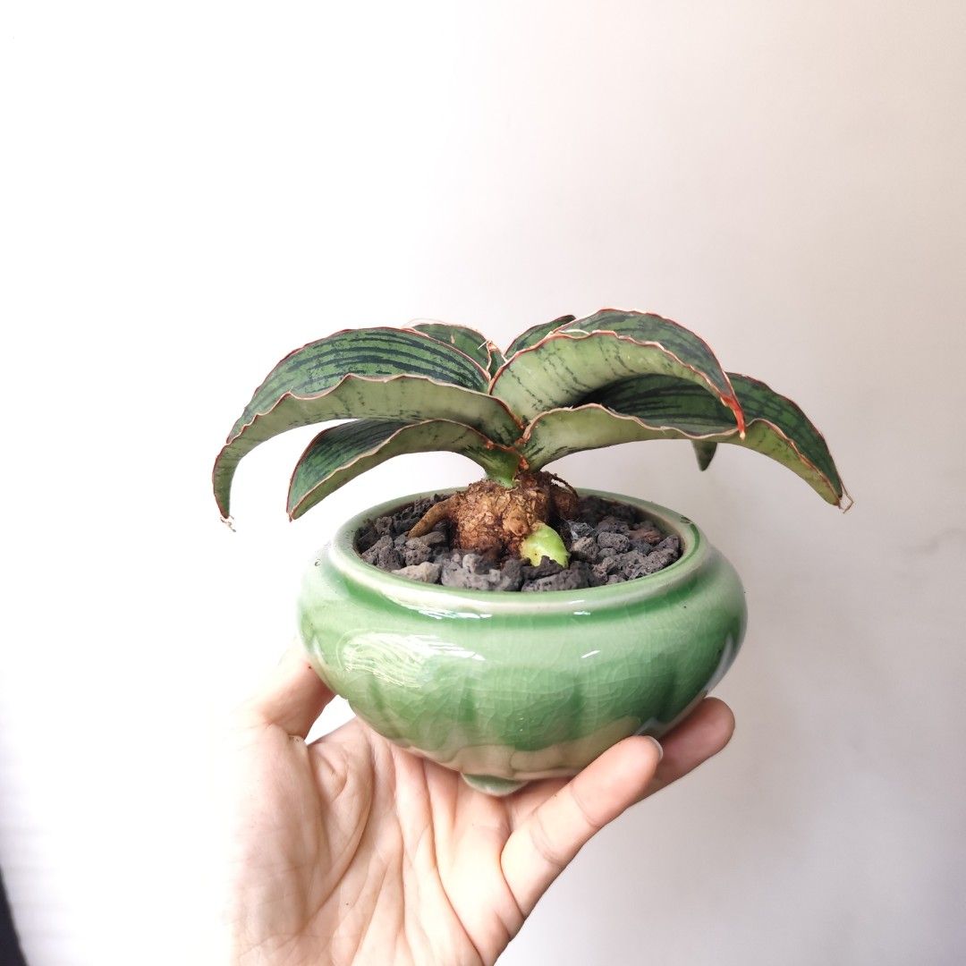 大母株) 埃及妖后虎尾蘭 2側芽 精選靚葉 母株Sansevieria Cleopetra Snake plant 易種 耐陰 多肉植物 連盆 盆栽 Potted Snake Plant 新手 耐養 禮物 gift【只此一盆】 （分類：其他）位於 Hong Kong。 由 vitaminvitamin 提交（商品編號 1452076620，圖片 3）。簡介： 肥短葉，深綠直紋，波浪紅邊，大母株，已有二個側芽，非葉插株(市面上用葉插繁殖的植株比較便宜，但葉子會很長很細不好看) 生長緩慢，適合當桌面小盆栽，耐乾易種，種植環境不限。約每10至15天澆一次水已足夠。 連陶瓷花盆 盆口11cm 植物連盤高16cm。