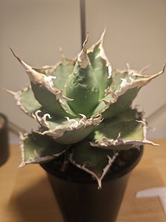 （分類：）位於 。 由 plantplayer 提交（商品編號 1425901364，圖片 1）。簡介： 。