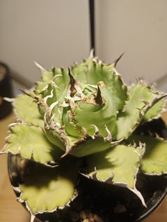 （分類：）位於 。 由 plantplayer 提交（商品編號 1442084718，圖片 1）。簡介： 。