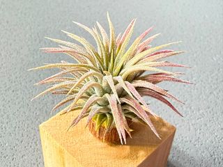 （分類：）位於 。 由 tom_nook 提交（商品編號 1451986158，圖片 1）。簡介： 。
