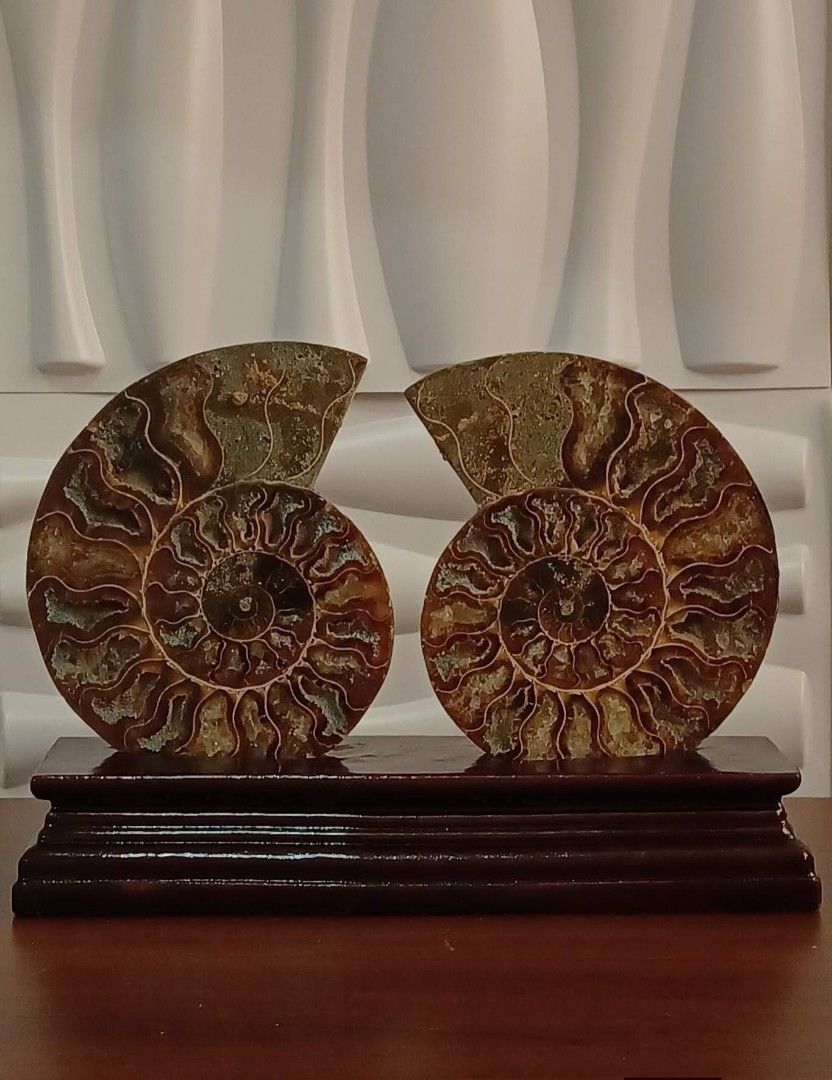 🔮Ammonite Fossil🔮 (Category: Vintage Collectibles) located in Rizal. Submitted by astracrystals08 (Listing ID 1451989593, Image 3). Description: 🔖Price: 2200 pair ♦️w/ wooden stand, w/ rainbow(at the back) ➕️sf (flash express/lalamove) 🫰Last price posted, no cancellation of orders 🔖Payment 1st, no cod ‼️No rush shipping, lalamove if nagmamadali‼️ Thank you. ❤️ 📍Loc: San mateo rizal.