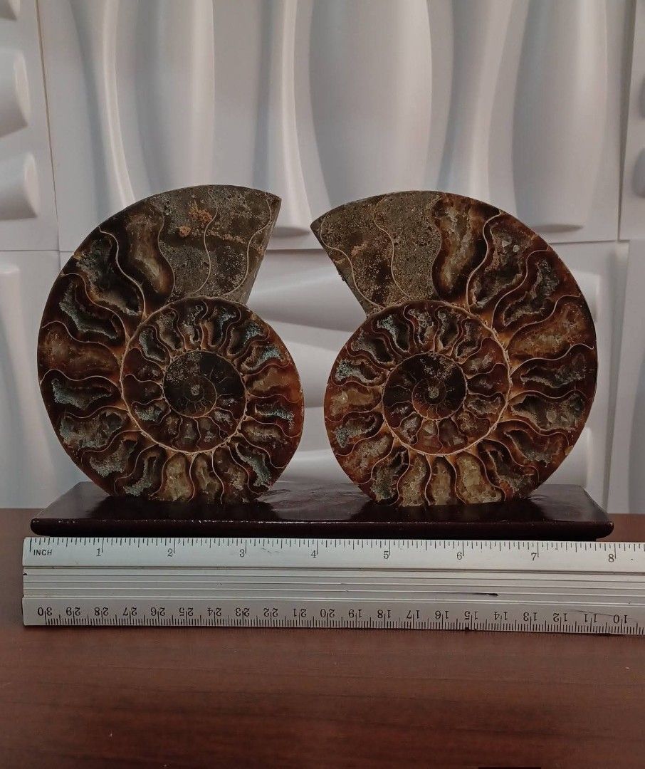 🔮Ammonite Fossil🔮 (Category: Vintage Collectibles) located in Rizal. Submitted by astracrystals08 (Listing ID 1451989593, Image 2). Description: 🔖Price: 2200 pair ♦️w/ wooden stand, w/ rainbow(at the back) ➕️sf (flash express/lalamove) 🫰Last price posted, no cancellation of orders 🔖Payment 1st, no cod ‼️No rush shipping, lalamove if nagmamadali‼️ Thank you. ❤️ 📍Loc: San mateo rizal.