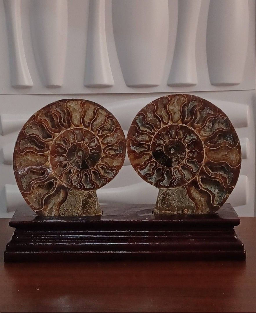 🔮Ammonite Fossil🔮 (Category: Vintage Collectibles) located in Rizal. Submitted by astracrystals08 (Listing ID 1451989593, Image 1). Description: 🔖Price: 2200 pair ♦️w/ wooden stand, w/ rainbow(at the back) ➕️sf (flash express/lalamove) 🫰Last price posted, no cancellation of orders 🔖Payment 1st, no cod ‼️No rush shipping, lalamove if nagmamadali‼️ Thank you. ❤️ 📍Loc: San mateo rizal.