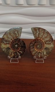 (Category: ) located in . Submitted by astracrystals08 (Listing ID 1451990065, Image 1). Description: .