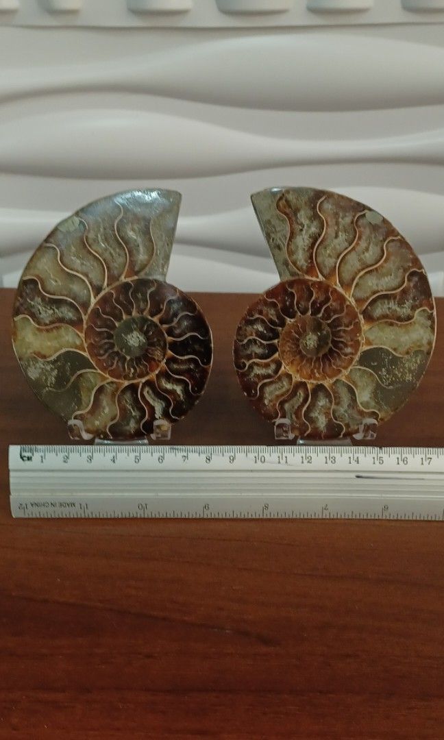 🔮Ammonite Fossil🔮 (Category: Vintage Collectibles) located in Rizal. Submitted by astracrystals08 (Listing ID 1451990065, Image 2). Description: 🔮Museum Grade: Ammonite Fossil🔮 🔖Price: 1700 pair ♦️w/ acrylic stand, w/ rainbow (at the back) ➕️sf (flash express/lalamove) 🫰Last price posted, no cancellation of orders 🔖Payment 1st, no cod ‼️No rush shipping, lalamove if nagmamadali‼️ Thank you. ❤️ 📍Loc: San mateo rizal.
