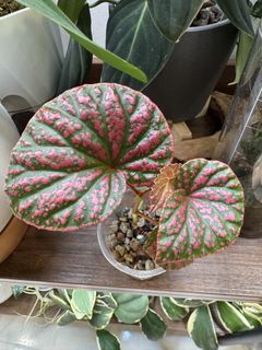 (Category: ) located in . Submitted by jubilantplants (Listing ID 1451931869, Image 1). Description: .