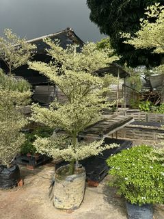 (Category: ) located in . Submitted by gardenfunfarm (Listing ID 1452047827, Image 1). Description: .