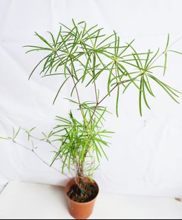 (Category: ) located in . Submitted by goodflorist (Listing ID 1452004412, Image 1). Description: .