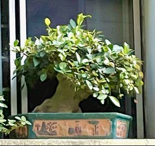 (Category: ) located in . Submitted by tropical_bonsai_tree (Listing ID 1451975206, Image 1). Description: .