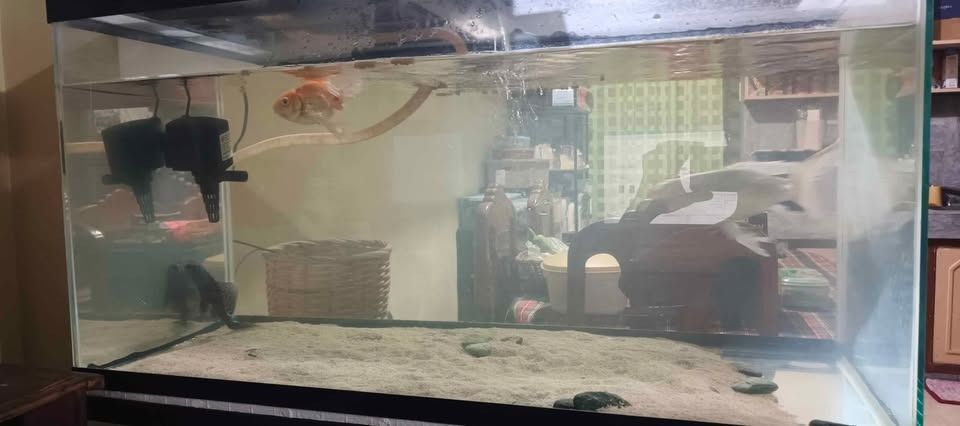 Large Glass Aquarium Tank with Filter/Accessories (Category: Homes & Other Pet Accessories) located in Caloocan City. Submitted by luckyforest_e5a8c0 (Listing ID 1451993007, Image 3). Description: - Large glass aquarium tank - in Approximate dimensions: standard 50 Gallon: 36" L x 18" W x 19" H (approx. 91 x 46 x 48 cm). - Includes filter system - stand included - Ideal for big fish, goldfish or other small fish - Ready for a new home - fyi check