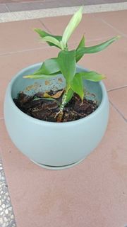(Category: ) located in . Submitted by joel_aquariumandplants (Listing ID 1451957862, Image 1). Description: .